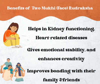 Benefits Of Rudraksha : Two Mukhi (Face) Rudraksha